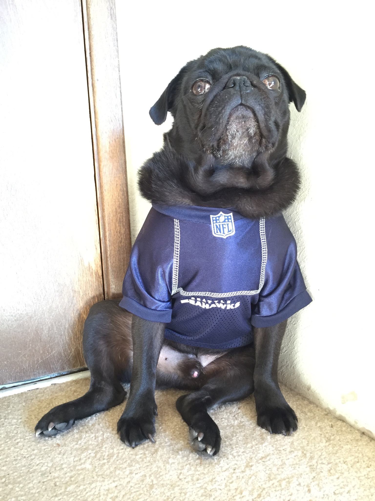 picture of a pug dog
